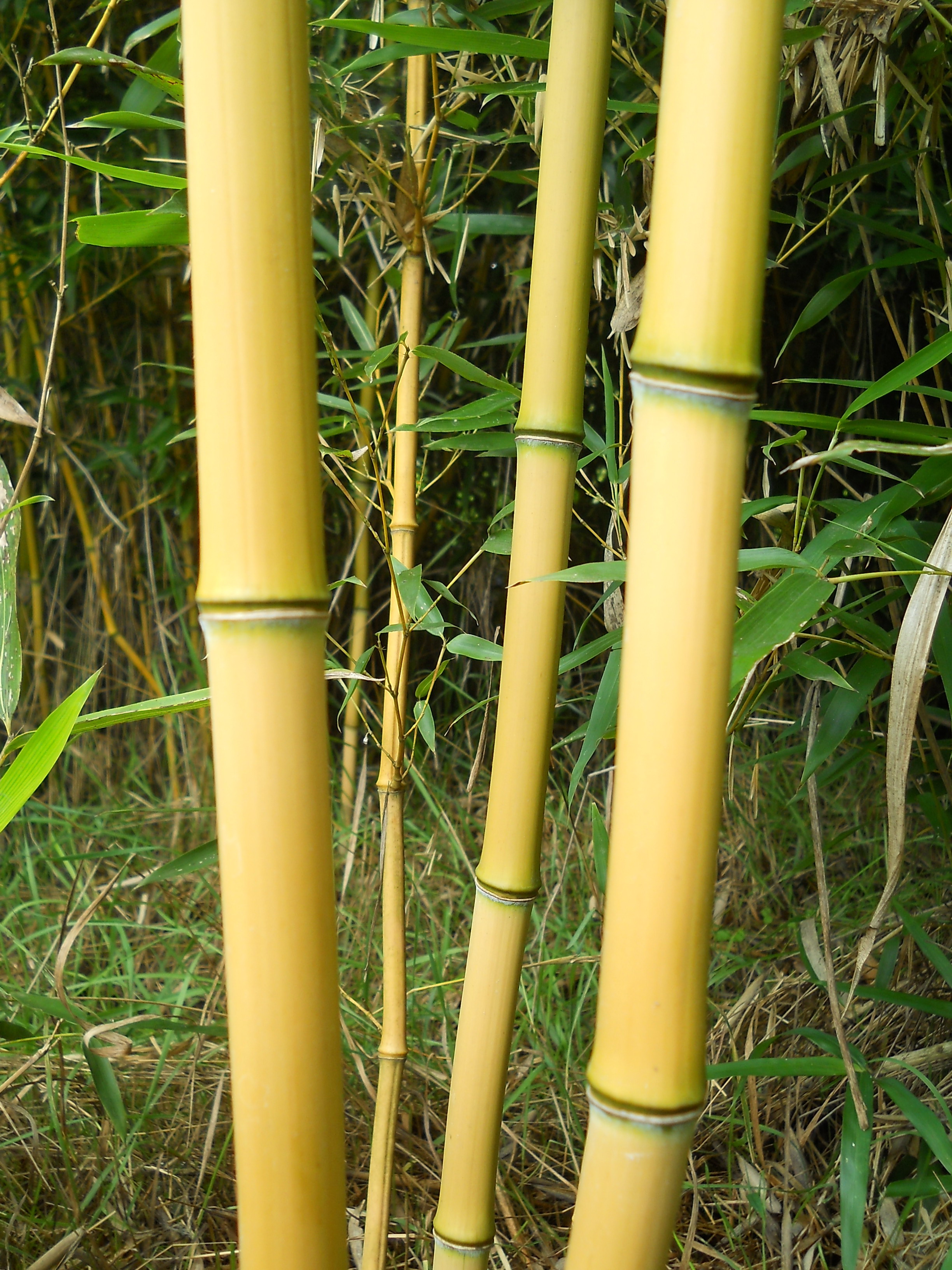 Baton de bambus 150 cm 10-12 mm