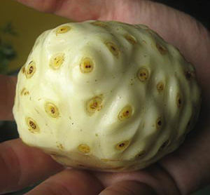 Citrifolia mare (Morinda citrifolia) 5 seminţe