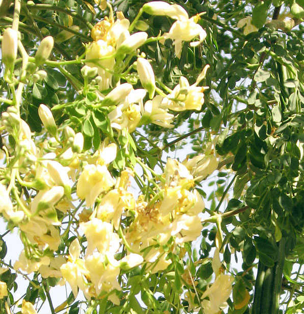 Copacul lui Dumnezeu (Moringa oleifera) 5 seminţe