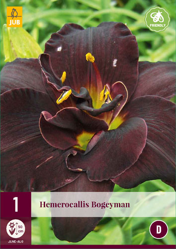 Perene Hemerocallis Bogeyman (crin mantis) 1 JUB