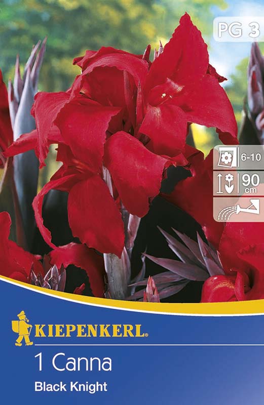 Bulbi de flori Kiepenkerl Canna Black Knight rot 1 buc