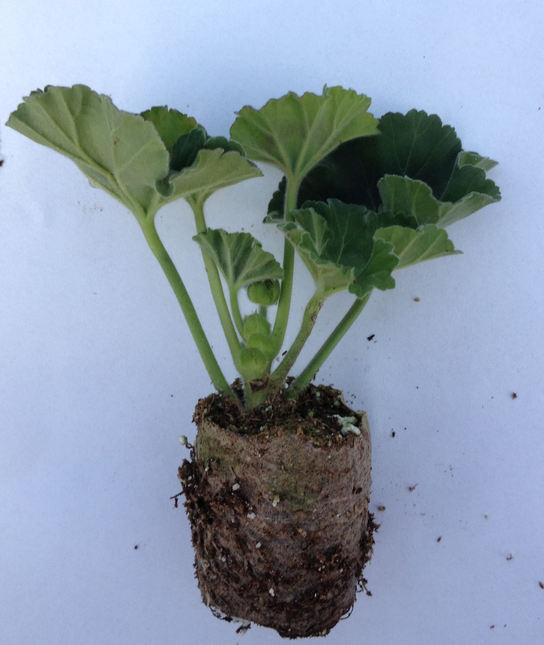 Geranium (în picioare)  Mylena-Anne ambalaj de 6 răsaduri/pachet