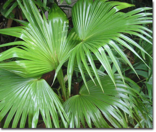 Palmier Chinezesc (Livistona chinensis) 5 semințe