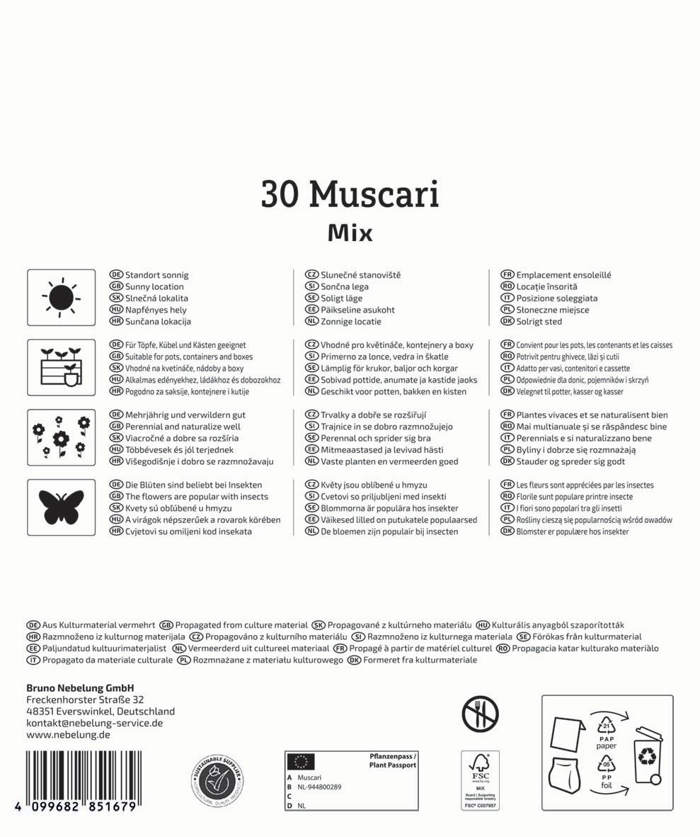 Bulb de flori Pearl (Muscari) Mix Megapack Kiepenkerl 30 buc
