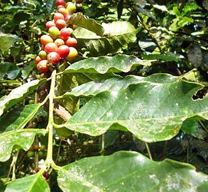 Arbuști de cafea (Coffea canephora) 5 semințe