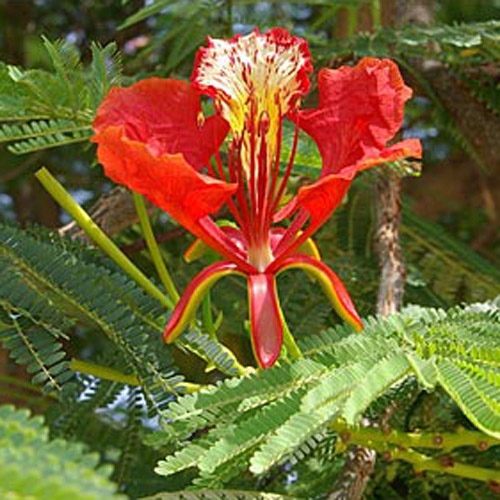 Copac flacără (Delonix regia) 5 seminţe