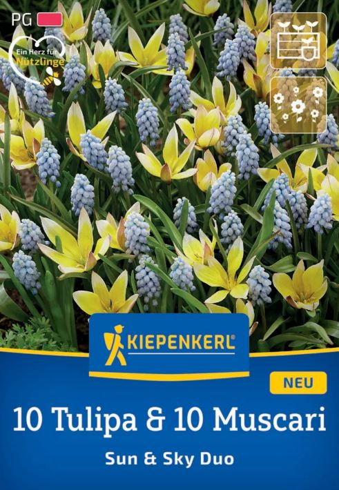 Bulb Mix 10 Lalele &amp; 10 Muscari Sun and Sky Duo Kiepenkerl 20 buc
