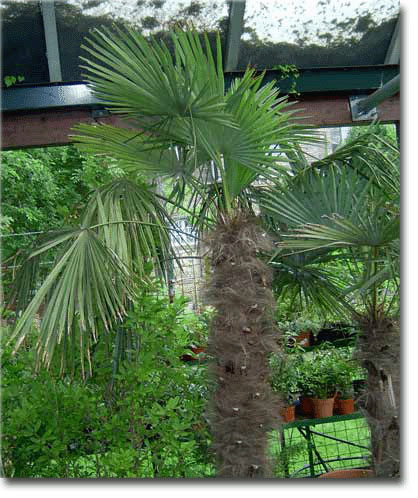 Palmă de cânepă chineză (Trachycarpus fortunei) 5 semințe