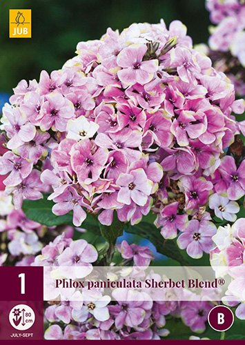 Perene Phlox Paniculata Sherbet Blend (Flame Flower) 1 JUB