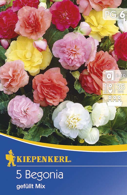 Bulbi de flori Kiepenkerl Begonie tuberoasă (plin) 6 db