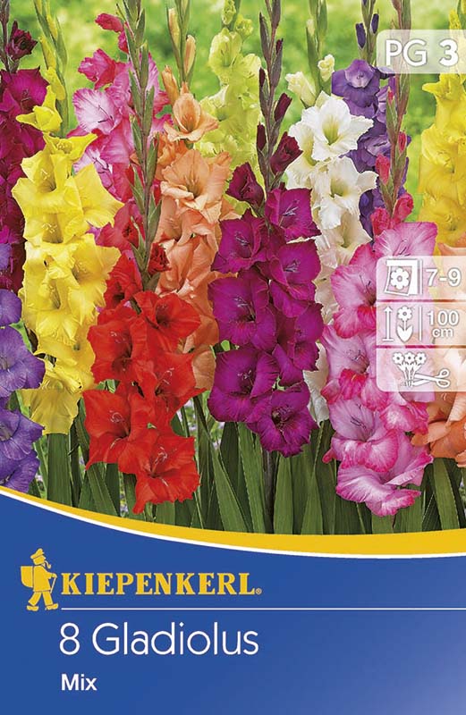 Bulbi de flori Kiepenkerl Gladiole amestec de culori 3 buc