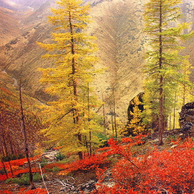 Zadă siberiană (Larix sibrica) 5 semințe