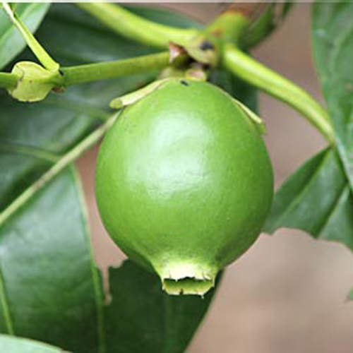 Borojo (Borojoa patinoi) 5 seminţe