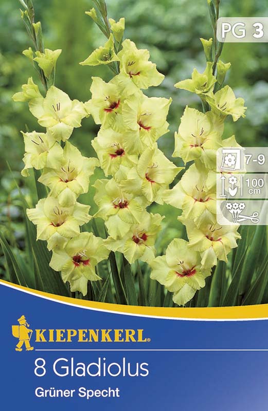 Bulbi de flori Kiepenkerl Gladiolă Grünter Specht 3 db