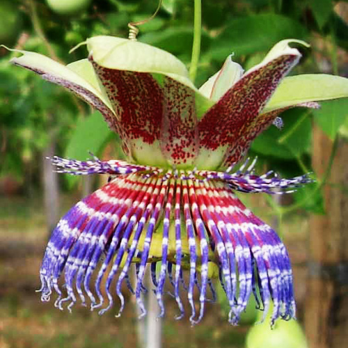 Fructul passiunii dulce (Passiflora maliformis) 5 semințe