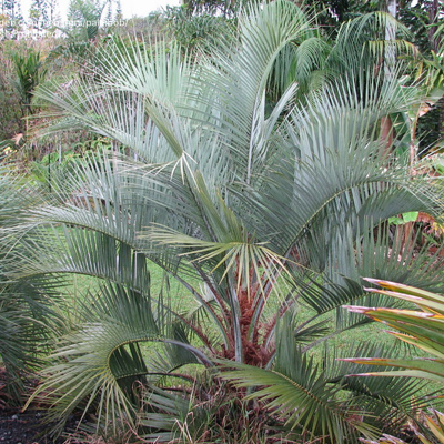 Palmier lânos piftie (Butia eriospatha) 5  semințe