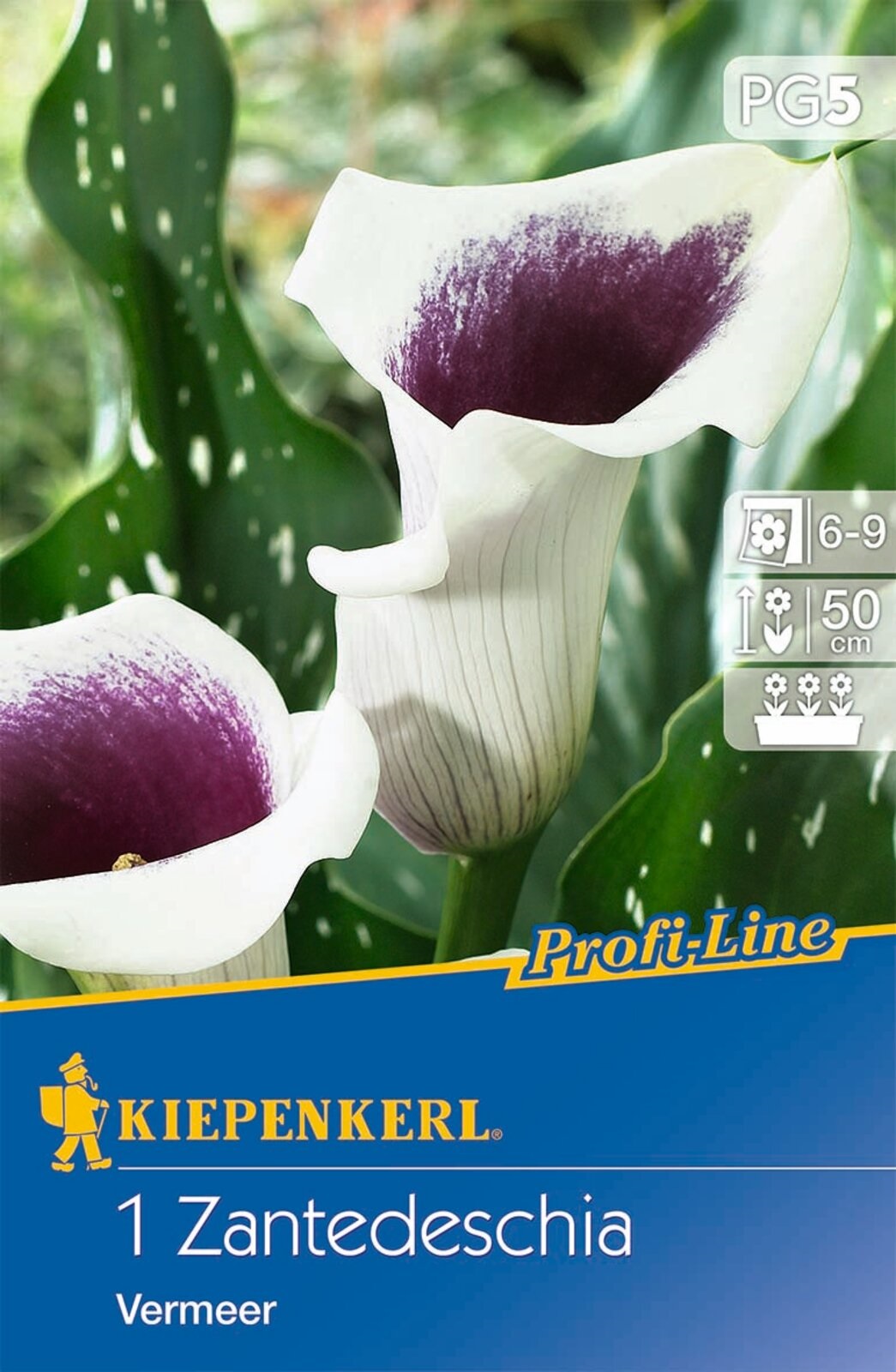 Virághagyma Kála (Zantedeschia) Vermeer (fehér-lila) Kiepenkerl 1 db