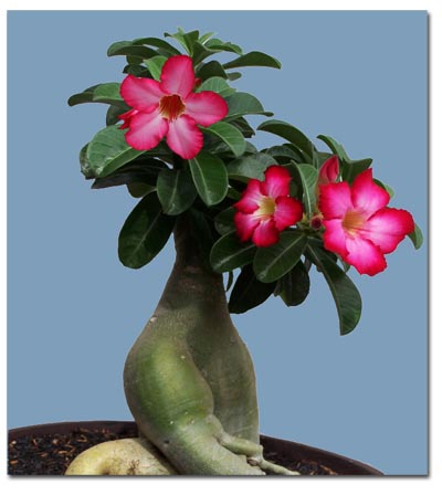 Trandafirul desertului (Adenium obesum) 5 seminţe
