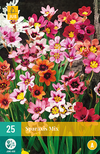 Bulb Sparaxis Mix (Gypsy Flower) 25 bucăți JUB