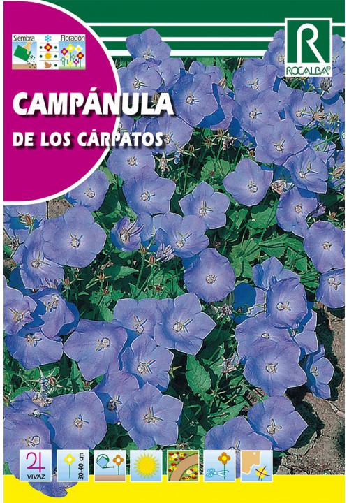 Carpathian bellflower Rocalba 1 g