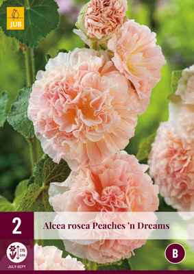 Évelő Alcea Rosea Peaches 'n' Dreams (Mályvarózsa) 2 db JUB