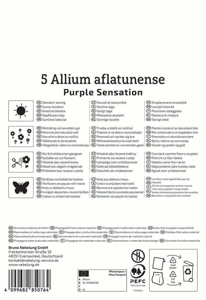 Virághagyma Díszhagyma Purple Sensation Kiepenkerl 5 db