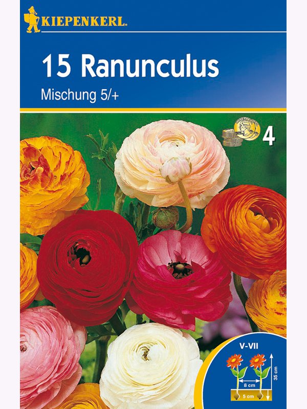 Bulb de piciorul cocoşului amestec de culori Kiepenkerl 15 buc.