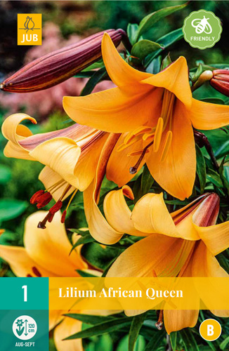 Bulb de flori Lily African Queen 1 bucată JUB