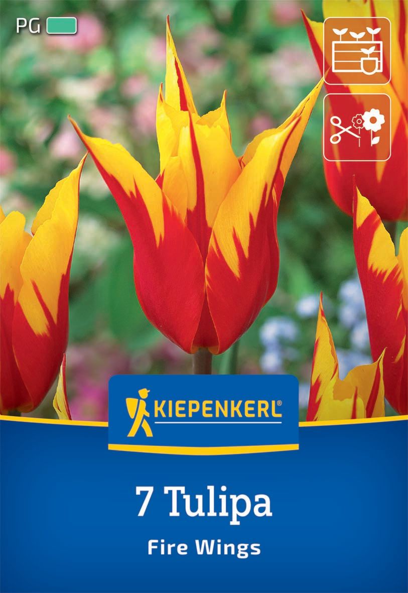 Virághagyma Tulipán Fire Wings Kiepenkerl 7 db