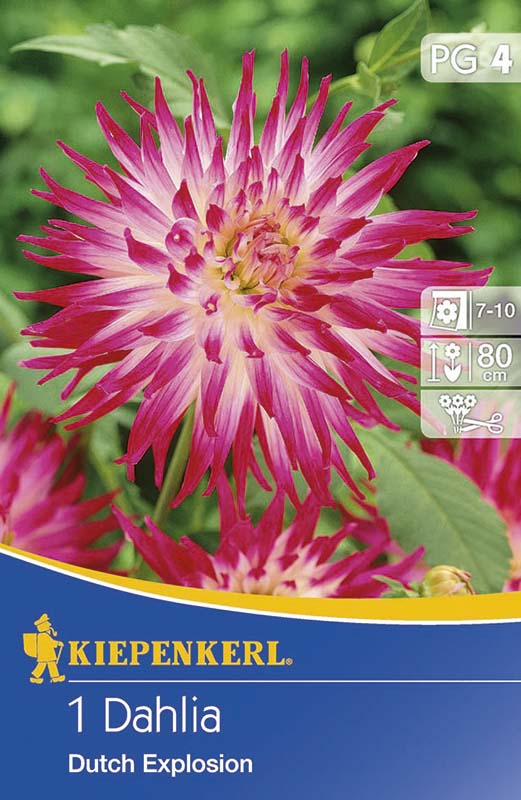 Bulbi de flori Kiepenkerl Dahlia Dutch Explosion 1 buc