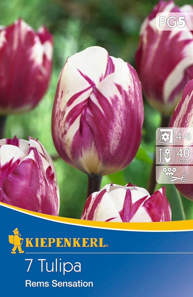 Bulb Tulip Triumph Rems Sensation 7pcs Kiepenkerl