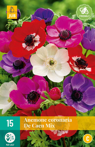 Virághagyma Anemone Cor. De Caen Mix 15 db JUB
