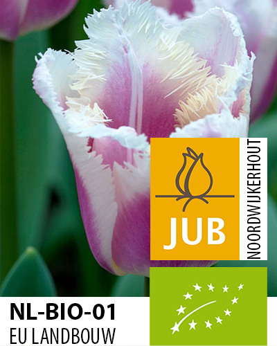 Virághagyma BIO Tulipán Siesta 7 db JUB