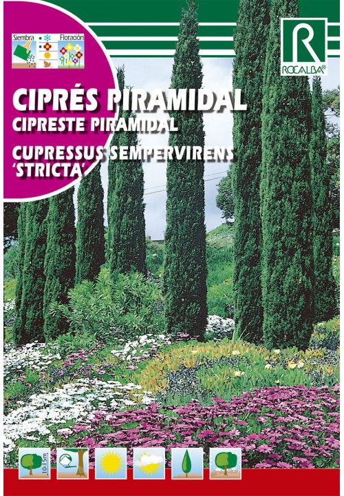 Európai ciprus (Cupressus sempervirens) Rocalba 2 g