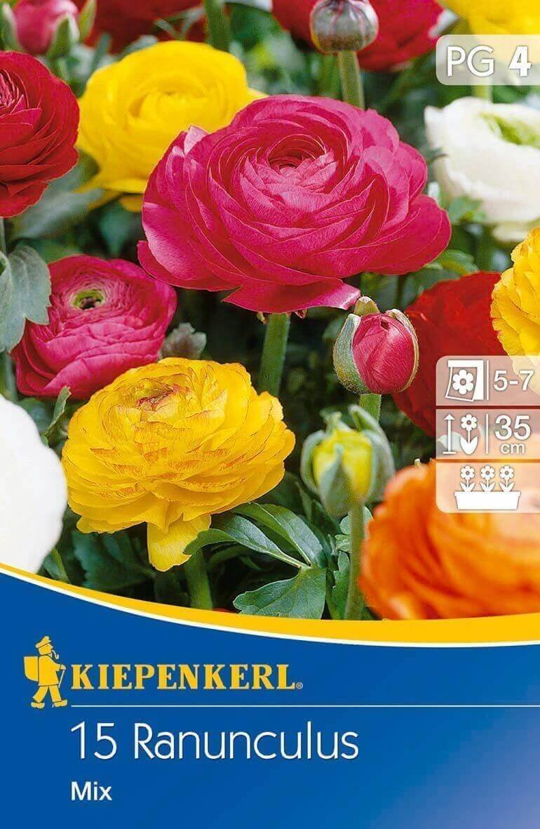 Virághagyma Boglárka (Ranunculus) Aviv-Mix 15 db Kiepenkerl