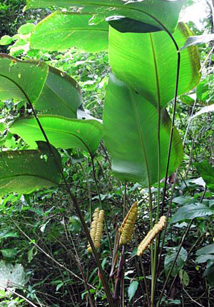 Zebralevél (Calathea crotalifera) 2 szem