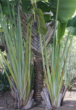 Palmierul Călătorului (Ravenala madagascariensis) 5 seminţe