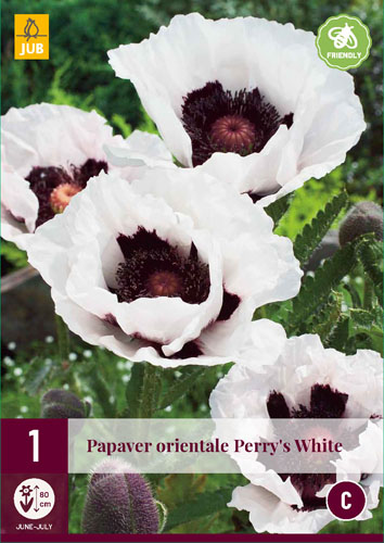 Perene Papaver orientale Perry's White (Mac) 1 bucată JUB