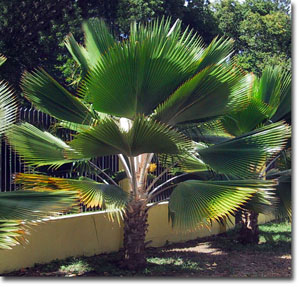 Palmier Fiji (Pritchardia pacifica) 5 seminţe