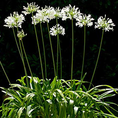  Floare de dragoste albă timpurie (Agapanthus praecox Alba) 5 semințe