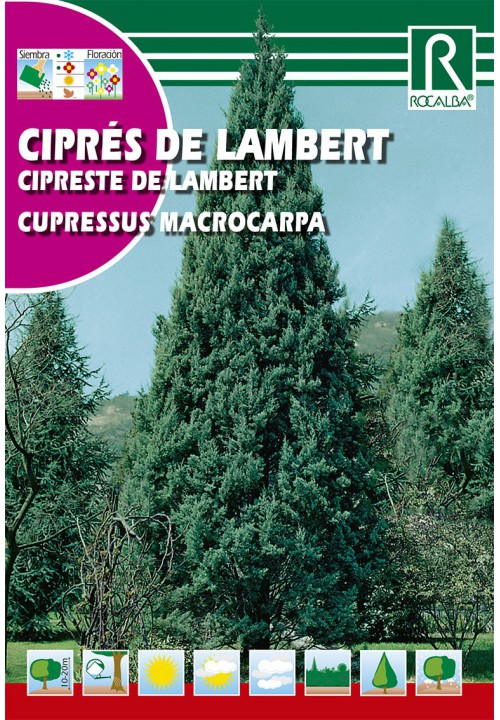 Chiparos Lambert (Cupressus macrocarpa)