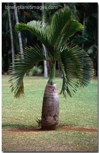 Palmieri (Hyophorbe lagenicaulis) 5 seminţe