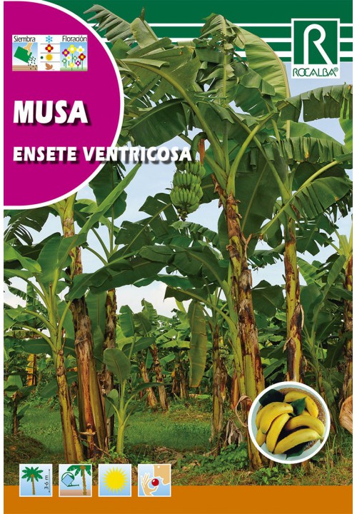 Banana (Musa ensete ventricosa)