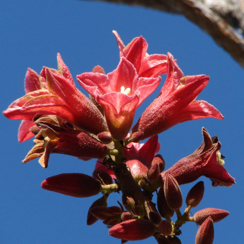 Arbore exotic Brachychiton bidwillii 5 seminţe