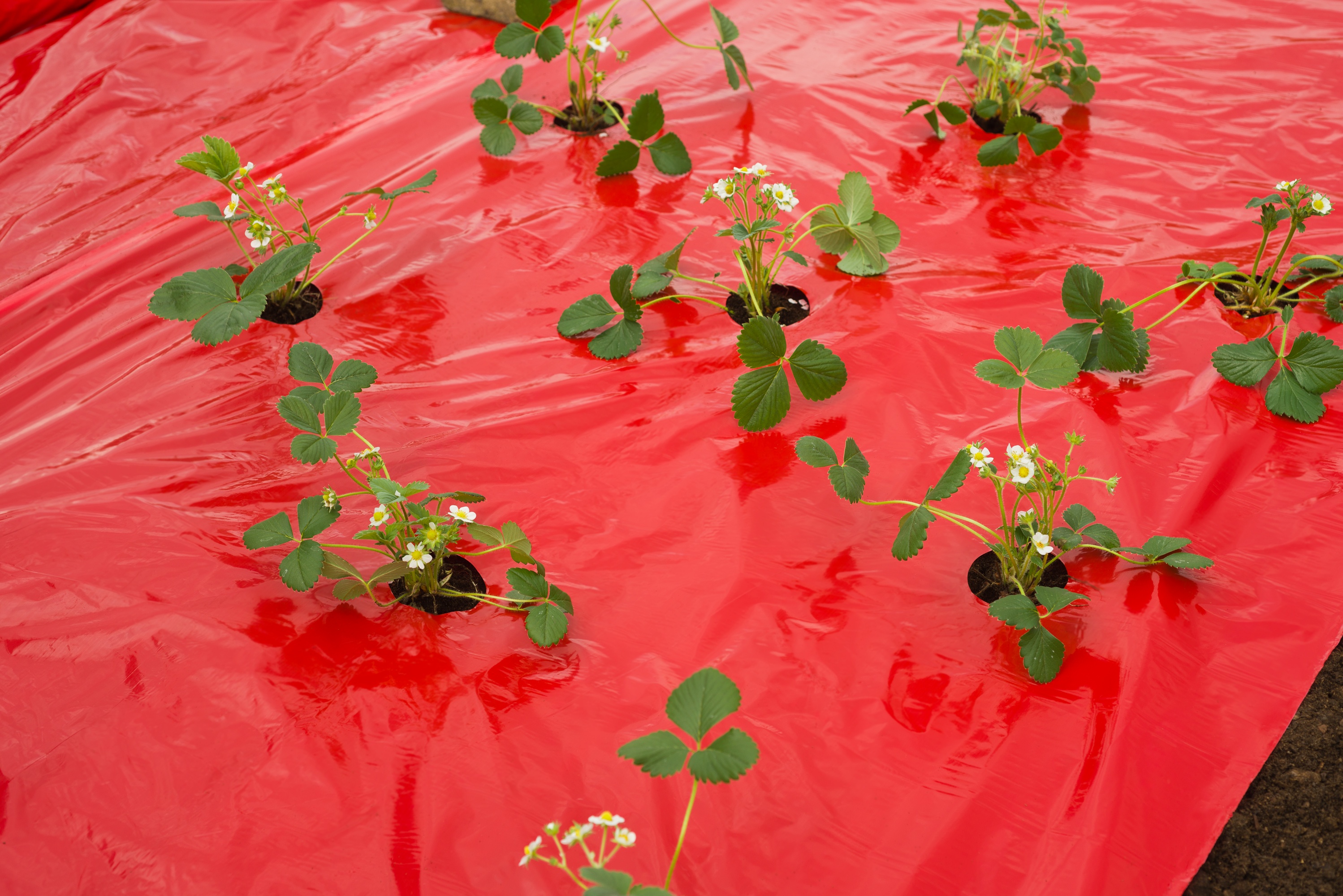 Folie de acoperire pentru căpșuni roșu! 25 micron60x60mm,0,95x5m, cu găuri de plantare