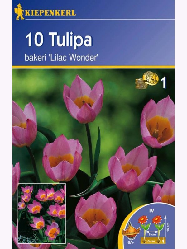 Bulbi de Lalele sălbatici, Kiepenkerl Lilac Wonder 10 buc.