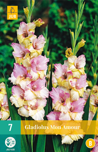 Bulb de flori Swordflower Mon Amour 7 bucăți JUB