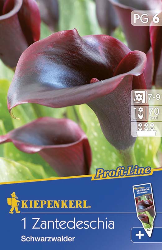 Bulbi de flori Kiepenkerl Calla (negru) 6 buc