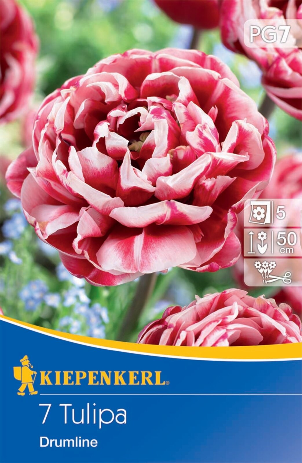 Bulb Lalea cu floare completă Drumline 7 buc Kiepenkerl