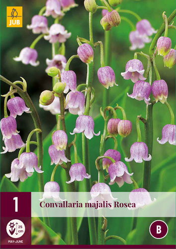 Évelő Convallaria majalis Rosea (Gyöngyvirág) 1 db JUB